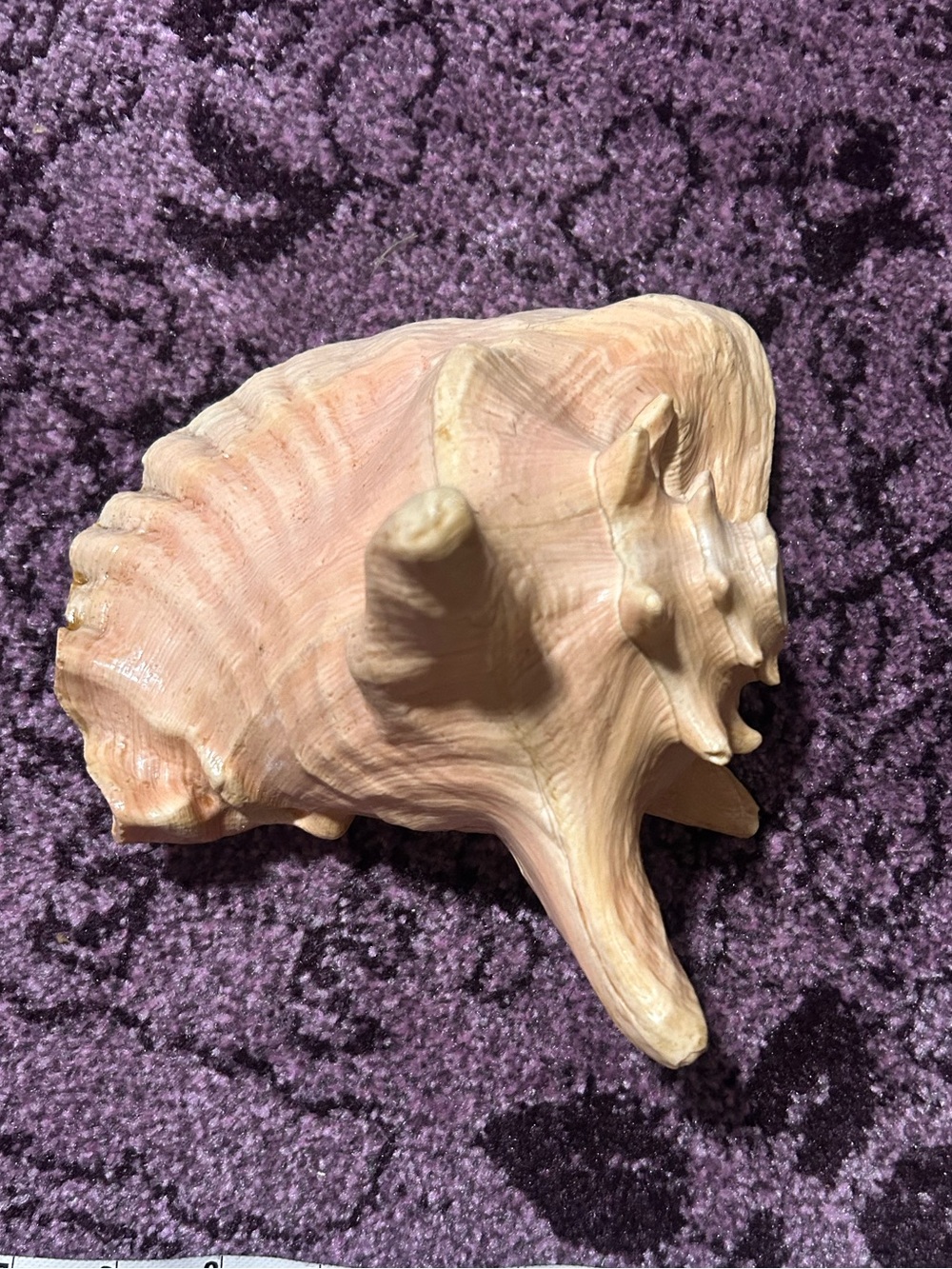 Natural Large Queen Conch Shell - Picture 6 of 7
